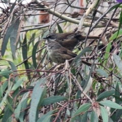 Sericornis frontalis at University of Canberra - 25 Nov 2023