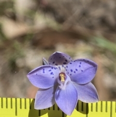 Thelymitra juncifolia at Broadway, NSW - 20 Oct 2023