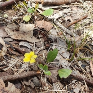 Goodenia hederacea subsp. hederacea at O'Connor, ACT - 25 Nov 2023 12:01 PM