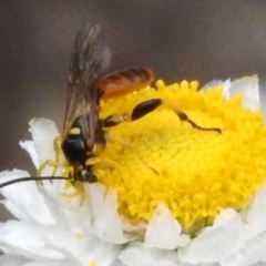 Labium sp. (genus) (An Ichneumon wasp) at ANBG - 24 Nov 2023 by JohnBundock
