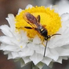 Labium sp. (genus) at ANBG - 24 Nov 2023