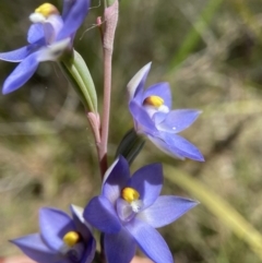 Thelymitra nuda (Scented Sun Orchid) at Broadway TSR N.S.W. - 20 Oct 2023 by AJB