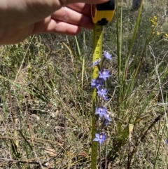 Thelymitra nuda at Broadway, NSW - 20 Oct 2023