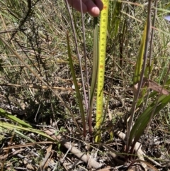 Thelymitra nuda at Broadway, NSW - 20 Oct 2023