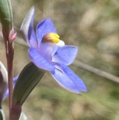 Thelymitra nuda at Broadway, NSW - 20 Oct 2023
