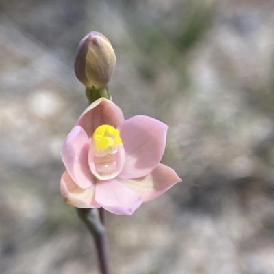Thelymitra carnea (Tiny Sun Orchid) at Penrose, NSW - 9 Oct 2023 by AJB