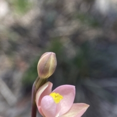 Thelymitra carnea at Wingecarribee Local Government Area - suppressed
