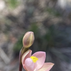 Thelymitra carnea at Wingecarribee Local Government Area - 9 Oct 2023
