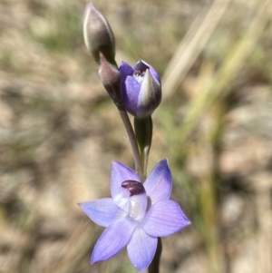 Thelymitra sp. aff. cyanapicata at Broadway, NSW - 20 Oct 2023