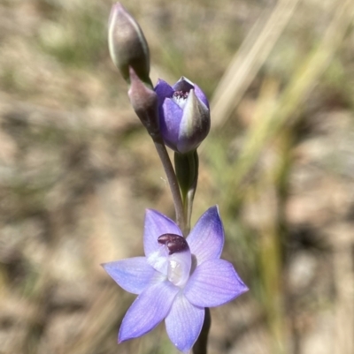 Thelymitra sp. aff. cyanapicata (Blue Top Sun-orchid) at Broadway TSR N.S.W. - 20 Oct 2023 by AJB