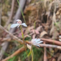 Caladenia alpina (Mountain Caps) at Cotter River, ACT - 28 Oct 2023 by LukeMcElhinney