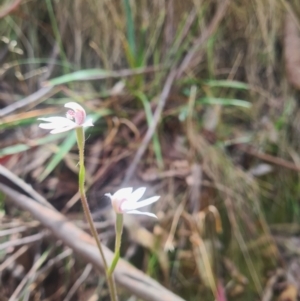 Caladenia alpina at Namadgi National Park - 28 Oct 2023