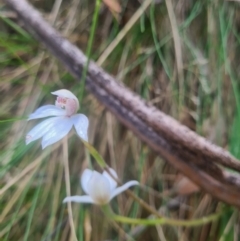 Caladenia alpina at Namadgi National Park - 28 Oct 2023