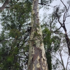 Corymbia maculata (Spotted Gum) at Kianga, NSW - 24 Nov 2023 by Steve818