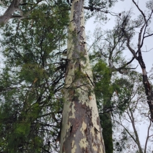 Corymbia maculata at Bodalla State Forest - 25 Nov 2023