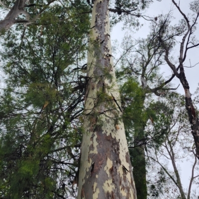 Corymbia maculata (Spotted Gum) at Kianga, NSW - 24 Nov 2023 by Steve818