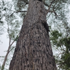 Eucalyptus muelleriana (Yellow Stringybark) at Bodalla State Forest - 24 Nov 2023 by Steve818