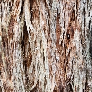Eucalyptus muelleriana at Bodalla State Forest - 25 Nov 2023