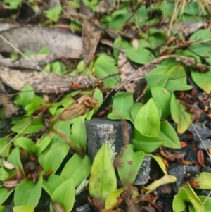 Chiloglottis sp. at Tidbinbilla Nature Reserve - suppressed