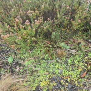 Chiloglottis sp. at Tidbinbilla Nature Reserve - suppressed