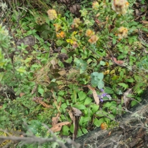 Chiloglottis sp. at Tidbinbilla Nature Reserve - suppressed