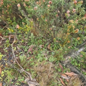 Chiloglottis sp. at Tidbinbilla Nature Reserve - suppressed