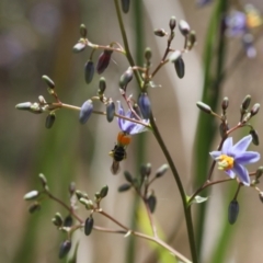 Apiformes (informal group) (Unidentified bee) at Lyons, ACT - 21 Nov 2023 by ran452