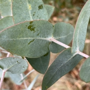 Eucalyptus kartzoffiana at Wandiyali-Environa Conservation Area - suppressed