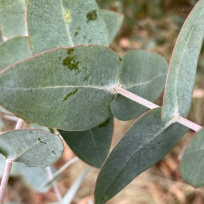 Eucalyptus kartzoffiana (Araluen Gum) at Googong, NSW - 25 Nov 2023 by Wandiyali