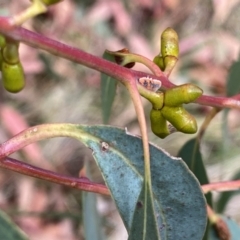 Eucalyptus kartzoffiana at Wandiyali-Environa Conservation Area - suppressed