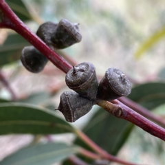 Eucalyptus kartzoffiana at Wandiyali-Environa Conservation Area - suppressed