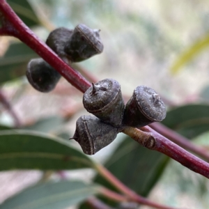 Eucalyptus kartzoffiana at Wandiyali-Environa Conservation Area - suppressed