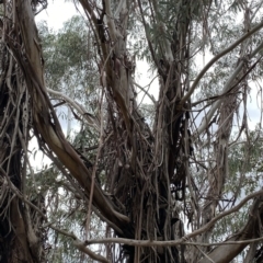 Eucalyptus kartzoffiana at Wandiyali-Environa Conservation Area - suppressed