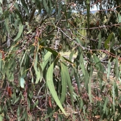 Eucalyptus kartzoffiana at Wandiyali-Environa Conservation Area - suppressed