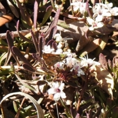 Ocybadistes walkeri (Green Grass-dart) at Aranda, ACT - 5 Dec 2019 by KMcCue