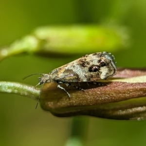 Tebenna micalis at Holder, ACT - 25 Nov 2023 01:35 PM