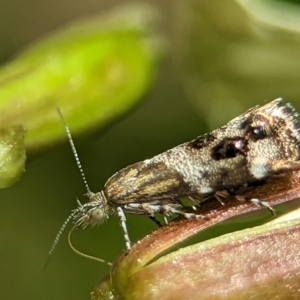 Tebenna micalis at Holder, ACT - 25 Nov 2023 01:35 PM