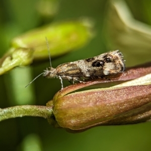 Tebenna micalis at Holder, ACT - 25 Nov 2023 01:35 PM