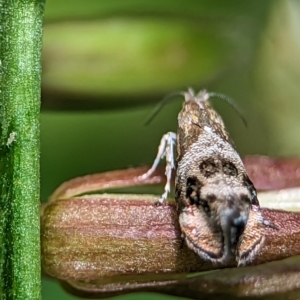 Tebenna micalis at Holder, ACT - 25 Nov 2023 01:35 PM