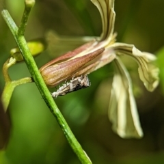 Tebenna micalis at Holder, ACT - 25 Nov 2023