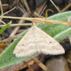 Scopula rubraria (Reddish Wave, Plantain Moth) at Queanbeyan West, NSW - 24 Nov 2023 by Paul4K