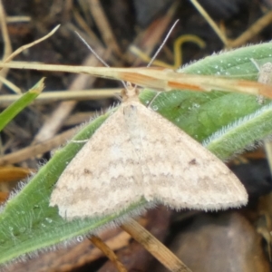 Scopula rubraria at QPRC LGA - 25 Nov 2023