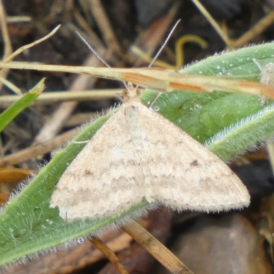 Scopula rubraria (Reddish Wave, Plantain Moth) at Queanbeyan West, NSW - 24 Nov 2023 by Paul4K