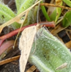 Scopula rubraria at QPRC LGA - 25 Nov 2023