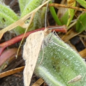 Scopula rubraria at QPRC LGA - 25 Nov 2023