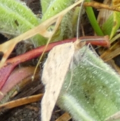 Scopula rubraria at QPRC LGA - 25 Nov 2023