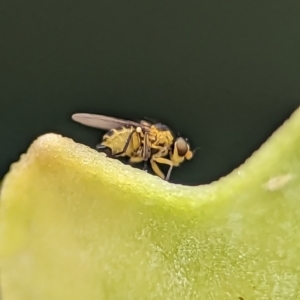 Chloropidae (family) at Holder, ACT - 25 Nov 2023 01:24 PM