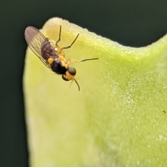 Chloropidae (family) at Holder, ACT - 25 Nov 2023 01:24 PM