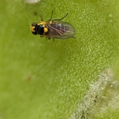 Chloropidae (family) at Holder, ACT - 25 Nov 2023 01:24 PM