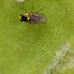 Chloropidae (family) at Holder, ACT - 25 Nov 2023